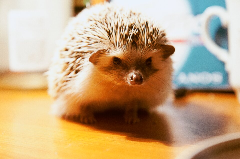 Hedgehog animal skewers