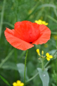 Red poppy nature meadow flower photo