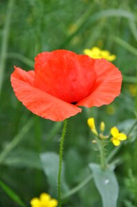 Red poppy nature meadow flower