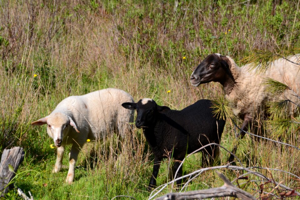 Lamb outdoor black