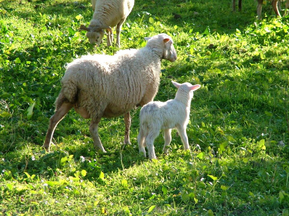 Sheep nature Free photos