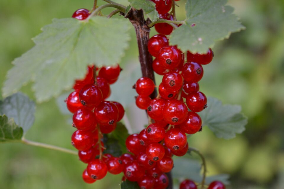 Bush garden soft fruit