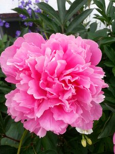 Peony pink garden photo