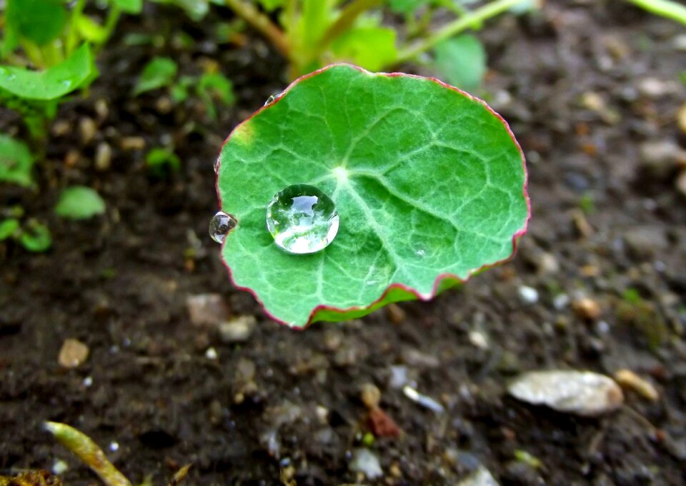 Cress green dew-drop
