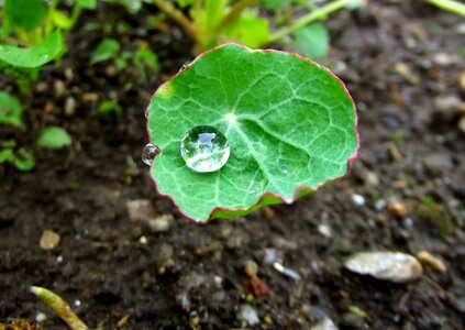 Cress green dew-drop