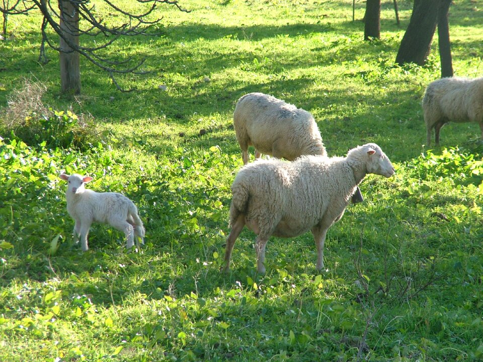 Sheep nature Free photos