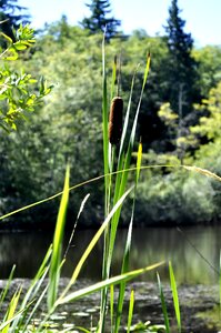 Pond summer outdoor