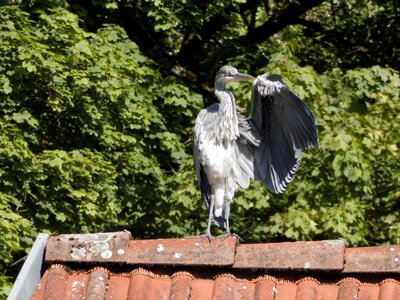 Heron bird roof