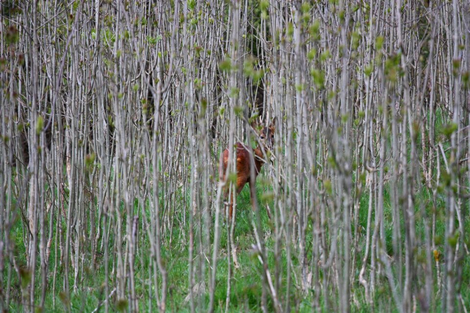 Animal wildlife