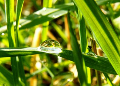 Morgentau water drop of water