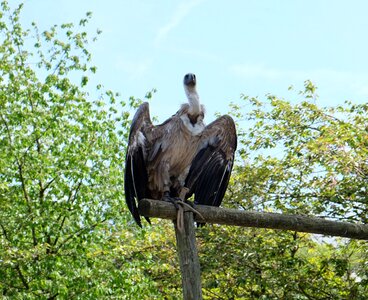 Vulture wings bird