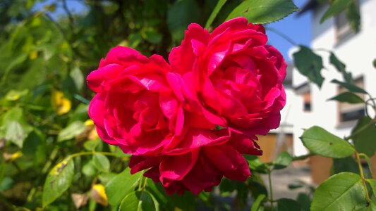 Red front yard nature photo