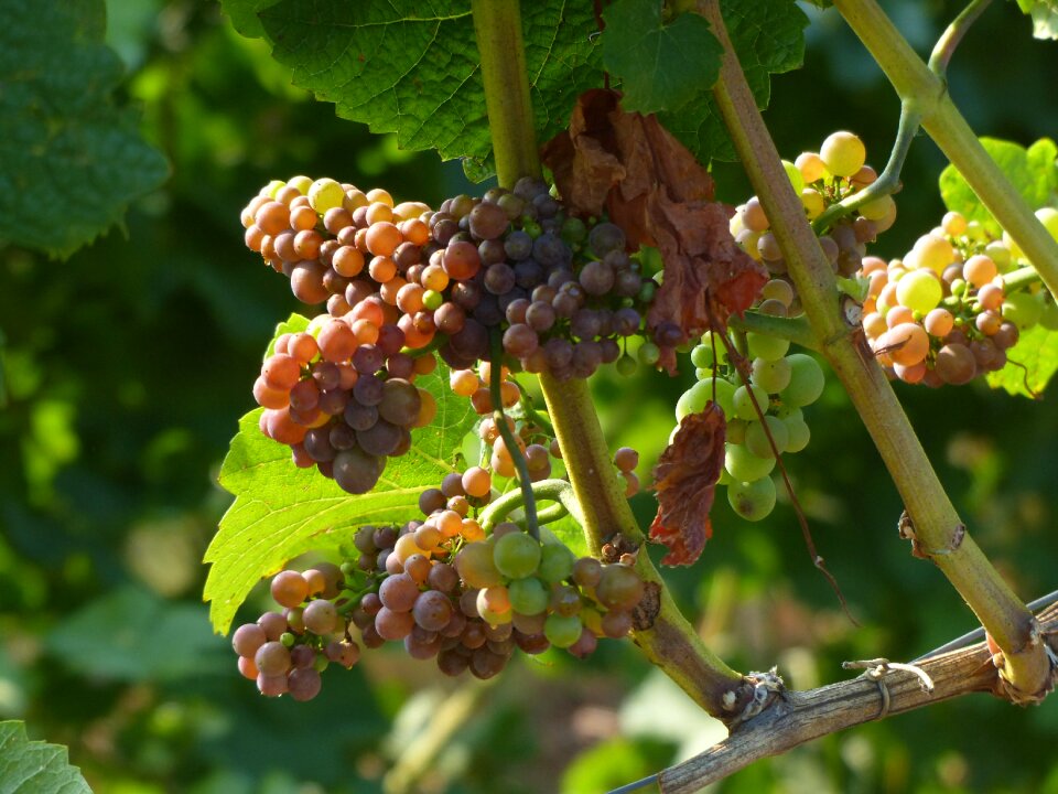 Grapes vineyard vine