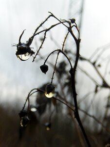 Autumn plant nature