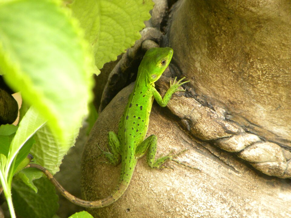 Iguana animal