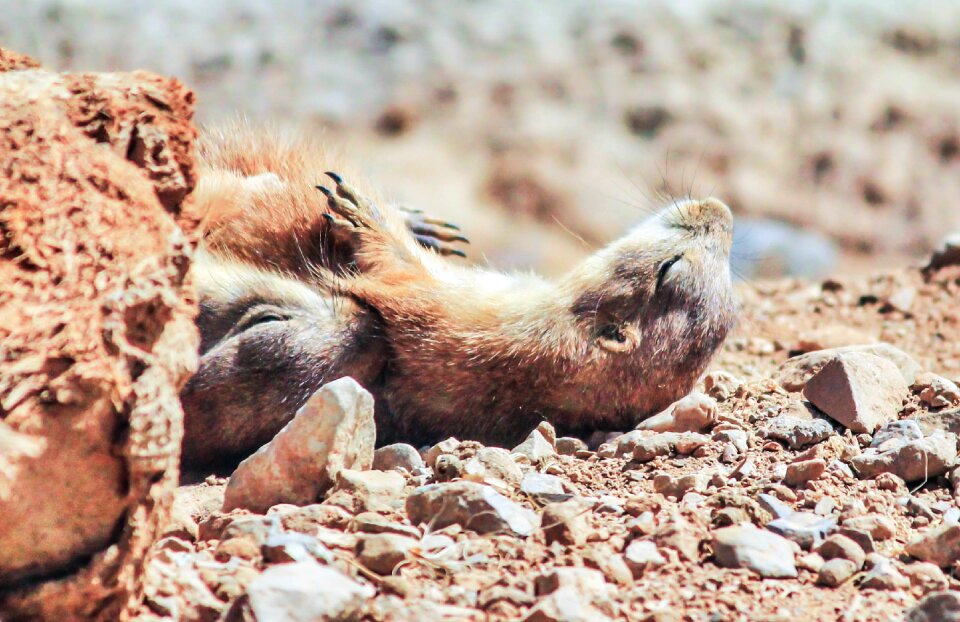 Mammal nature brown