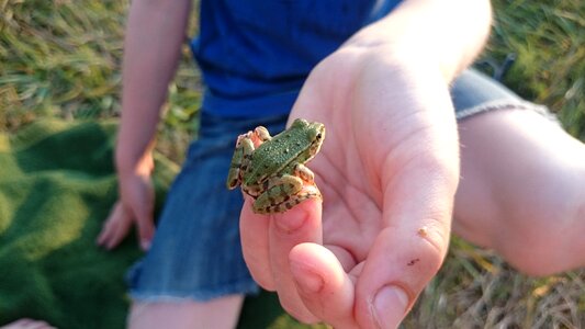 Frog nature animals