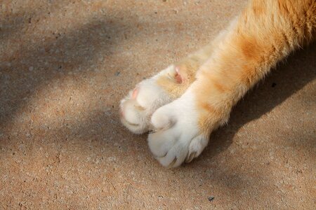 Fur cat's paw white