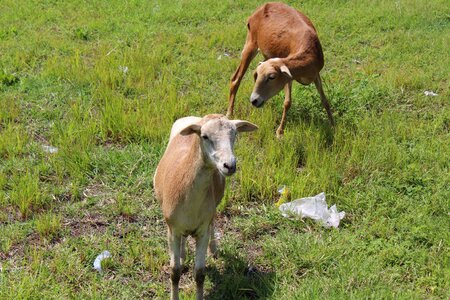 Animal livestock animals