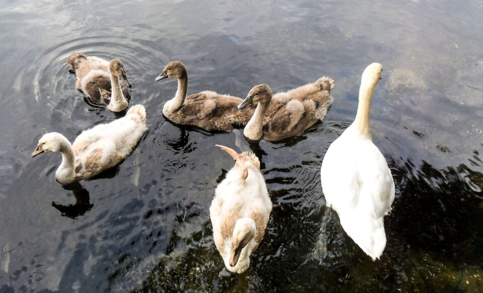 Young swans poultry animal