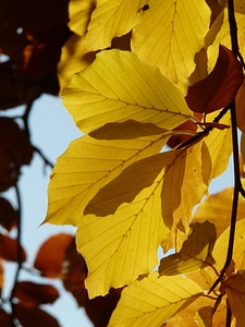 Deciduous tree golden autumn golden october