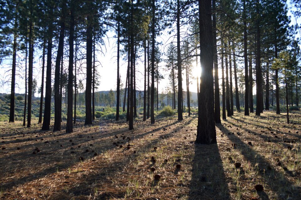 Sunlight nature