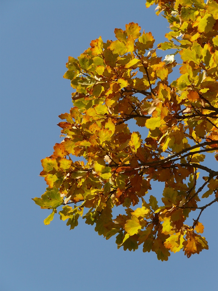 Sessile oak quercus petraea winter oak
