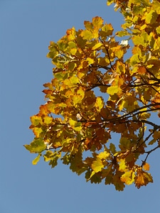 Sessile oak quercus petraea winter oak photo