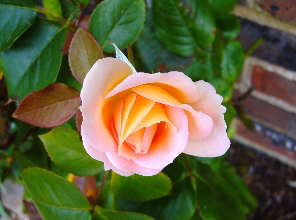 Floral flora blossom
