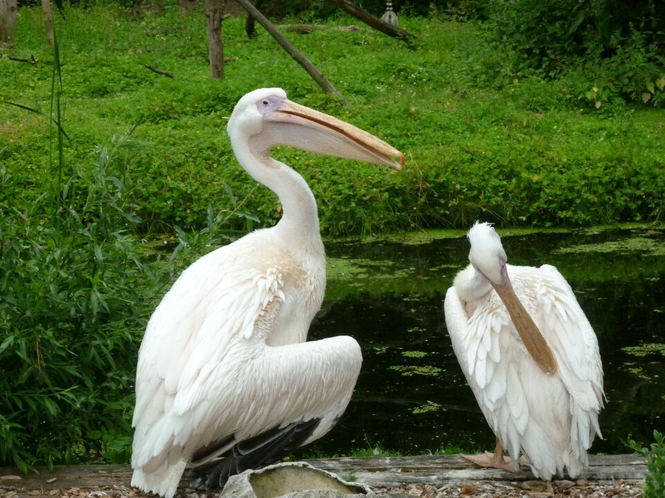 Pelicans clean animal portrait