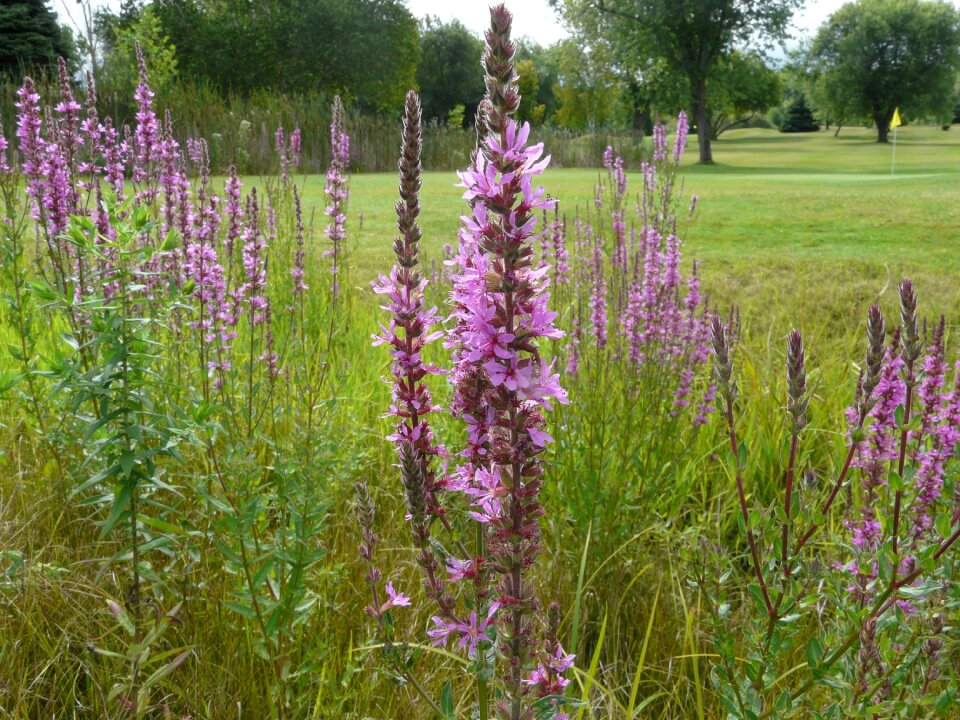 Flower plant nature