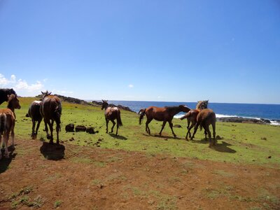 Rapa nui chile moai