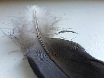 Feather bird Free photos