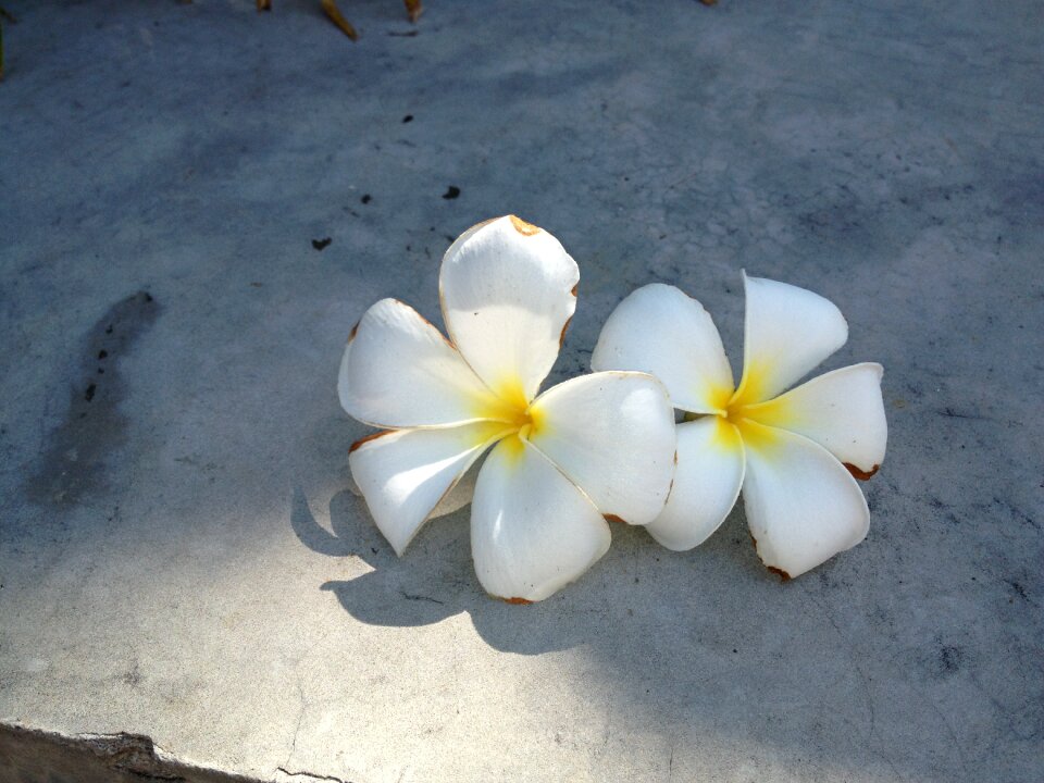 Spring plant blossom