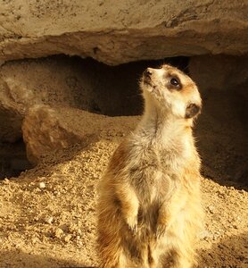 Nature animals view