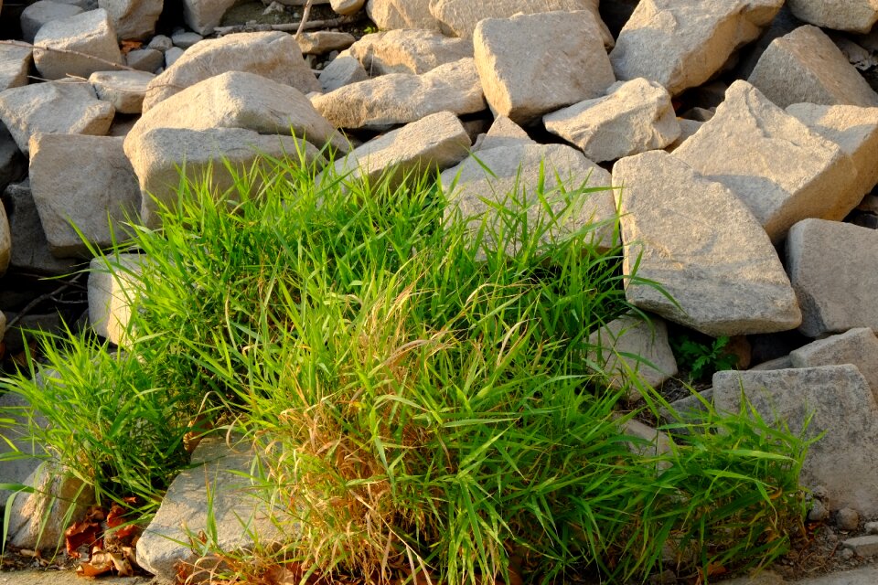 Plant grasses stone