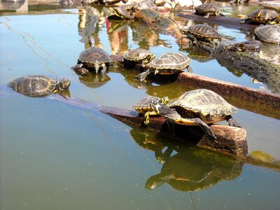 Pond sunbathing animals
