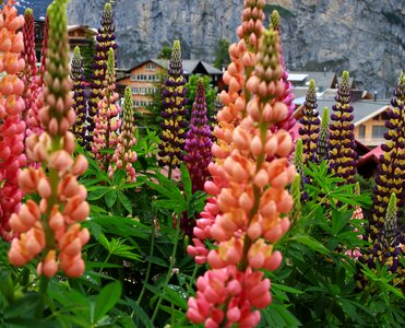 Orange flower pink flower alpine flowers