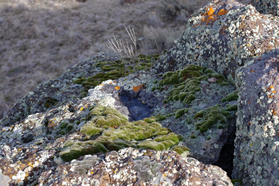 Fungus green
