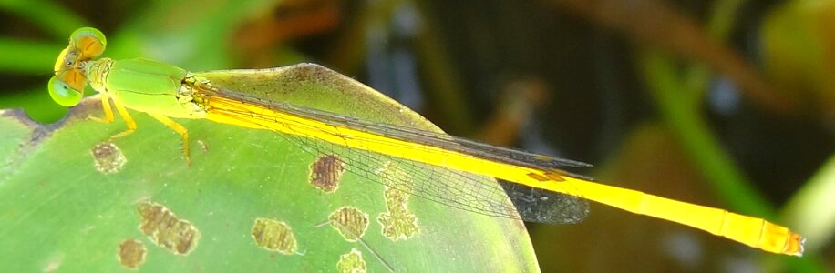 Beautiful damselfly