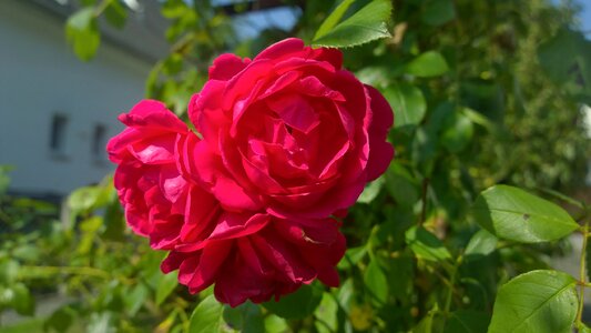 Red front yard nature