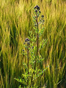 Herbaceous plant field thistle thistle