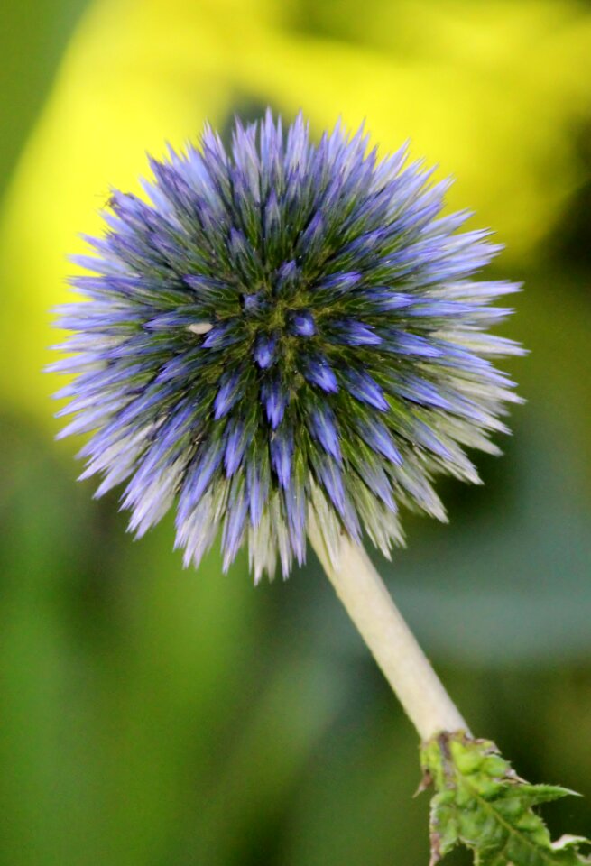 Bloom garden pastel