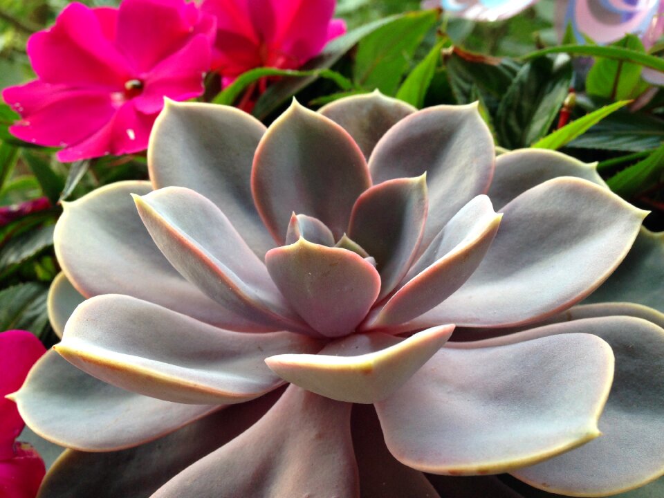 Plant cactus greenhouse leaves