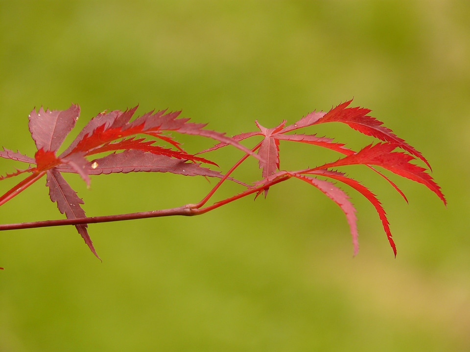 Ornamental plant tree bush