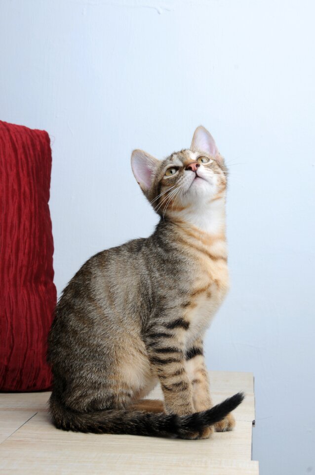 Cat sat gel reviews