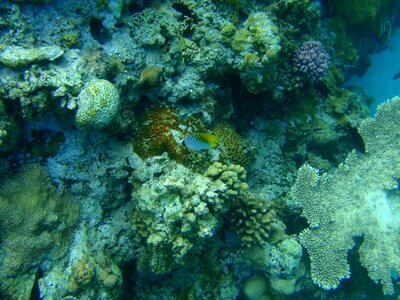 Sea vagabond butterflyfish kerama islands photo