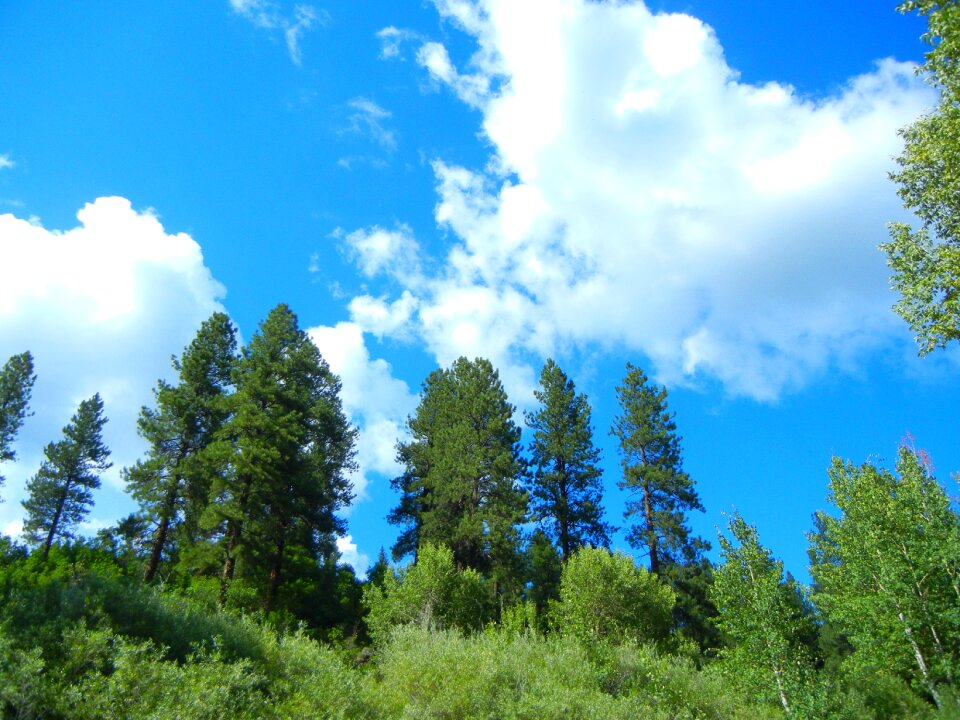 Nature trees