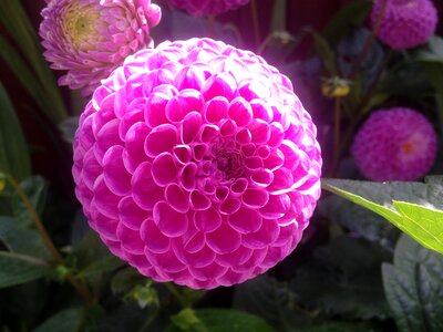 Floral colourful color