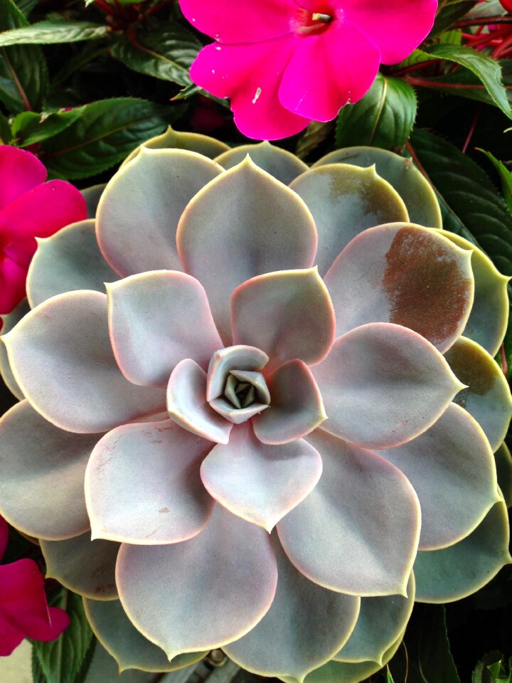 Plant cactus nature